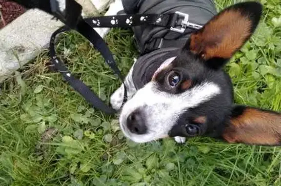 Chien perdu Montreuil, photo : Perdu Chien, Rue Gaston Lauriau, Montreuil - croisé Jack Russel, mâle castré
