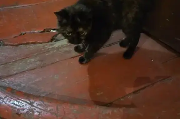 Animaux trouvés Paris, photo: Trouvé Chat, Rue Dechavanne, Villefranche-sur-Saône