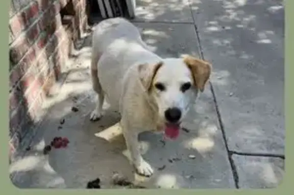 Lost Собака Female, Cedarwood Drive, 1714, Prescott - white lab mix, three legged - photo