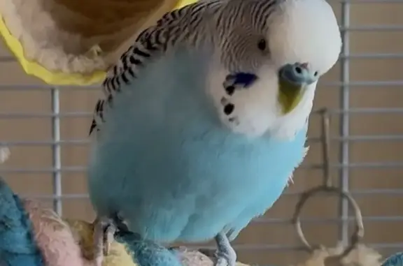 Periquito Azul Perdido en Algeciras: ¡Ayuda!