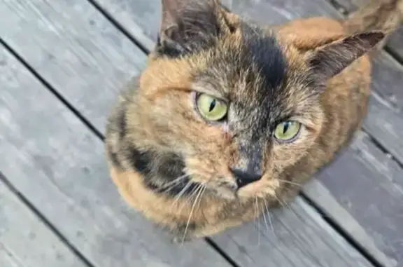 Found Кошка, Beacon Loop, 3688...