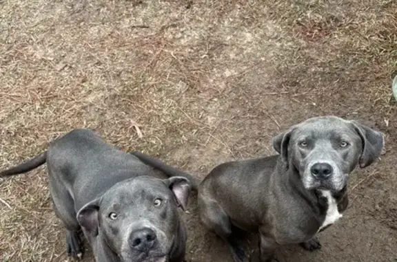 Lost and found pets Little Rock, photo: Found собака, Brown Road, Big Rock Township, Little Rock - bluish gray with white on chest