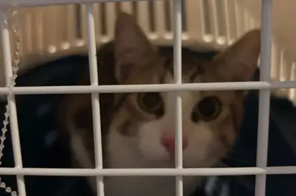 Animaux trouvés Lagord, photo: Trouvé chat, Rue Jean-Baptiste Jourdan, 34, Lagord - harnais et laisse