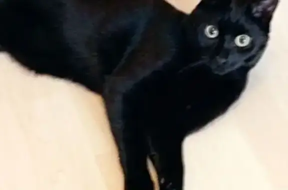 Perdu chat mâle, Rue des Trois Carreaux, Cluny, Paris - jeune noir de 1 an - photo