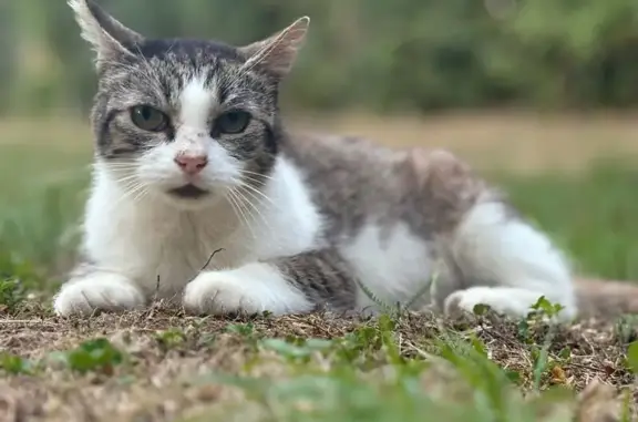 Animaux perdus Paris, photo: Perdu chat homme, Le Pas, Pouzauges, Paris - chat tigré gris
