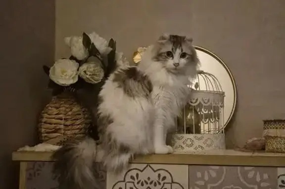 Animaux perdus Oullins, photo: Perdu chat femelle, Rue de Bellegarde, Fléac, Oullins - Thelma american curl