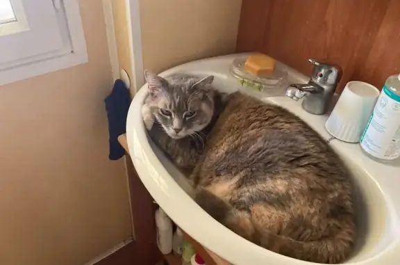 Chat perdu, Bouvigny-Boyeffles, photo: Perdu chat femelle, Rue Maurice Gouy, Bouvigny-Boyeffles - 13 ans, pucé