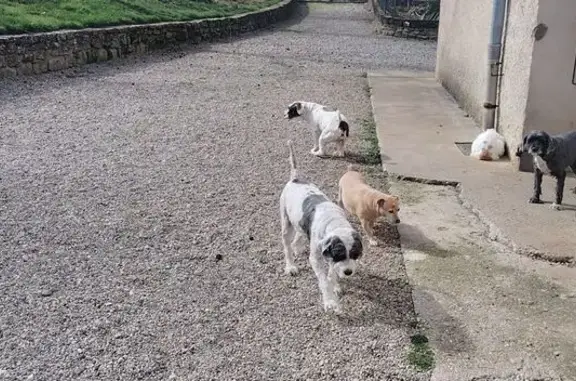 Animaux perdus Romans-sur-Isère, photo: Perdu Chien mâle, Route des Voyrasiers, Romans-sur-Isère - terrier tibétain