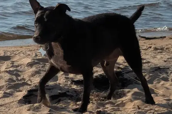 Lost and found pets Southfield, photo: Lost собака, Mueller Park, Bountiful, Utah - Patterdale Terrier, black with white chest