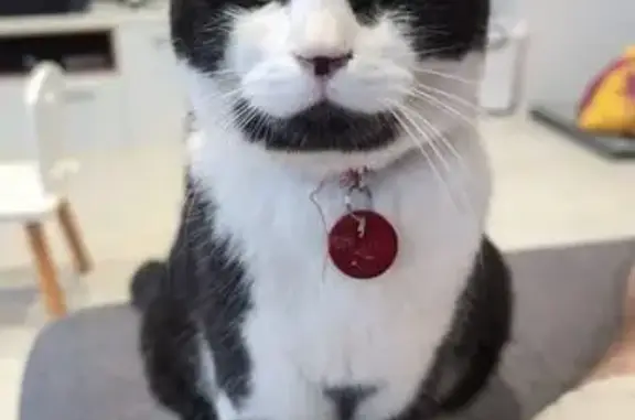 Perdu chat homme, Impasse des Prés Moachon, Bons-en-Chablais - jeune noir et blanc - photo