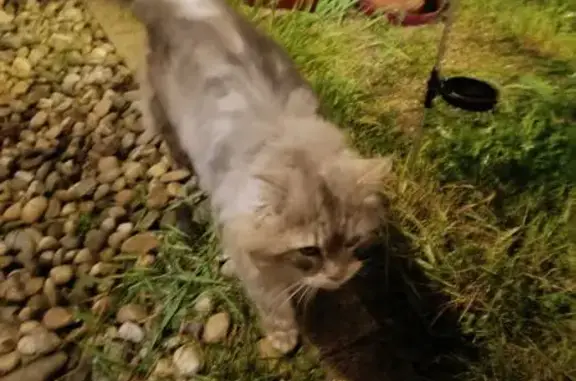 Chat trouvé École-Valentin, photo: Trouvé chat, Rue du Bois du Mont, 16, École-Valentin - poils longs, semble affamé
