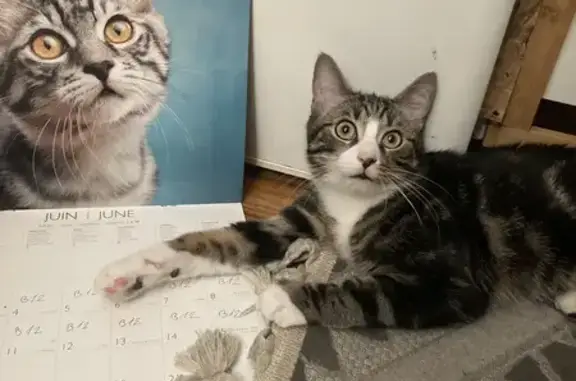 Perdu chat mâle, Rue Désiré Ramelet, 8, Colombes - Sam, tigré, petit - photo