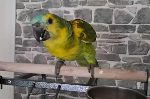 Perdu oiseau mâle, Allée Pablo Neruda, La Flèche - perroquet amazone à front bleu - photo