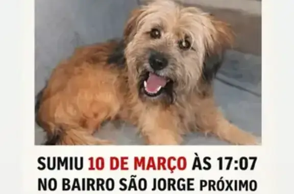 Cachorro perdido Fêmea (brl002441) - photo