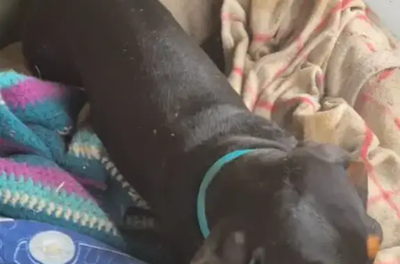 Missing 3-Legged Dog: Black & Tan Butcher