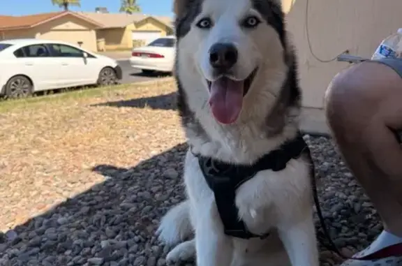 Lost and found pets Glendale, photo: Found собака, North 59th Avenue, 13843, Glendale - blue-white eyes