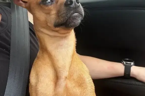 Lost and found pets Mobile, photo: Found Собака, Mobile, Alabama