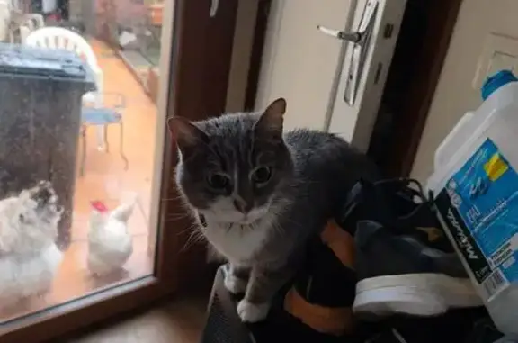 Animaux trouvés Courville-sur-Eure, photo: Trouvé chat tigré, Rue Pannard, Courville-sur-Eure - deux colliers