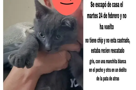 Se busca: Gato gris perdido en Cabanillas