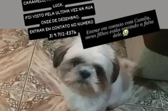 Cachorro perdido