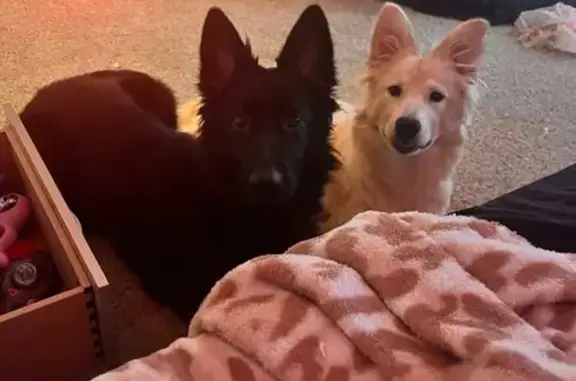 Lost and found pets Euless, photo: Missing dog Female, Euless (usl532375)