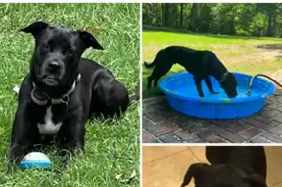 Lost Собака, Lavista Road, 1381, Athens - black lab/boxer/bulldog mix - photo