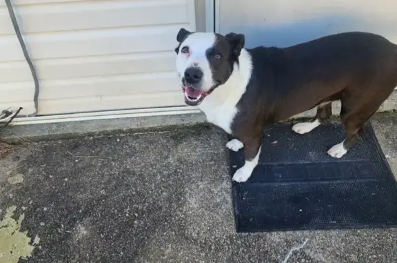 Found dog Petersburg, photo: Found Female Dog, Lake Chesdin, Virginia, USA - Black and white, very loving