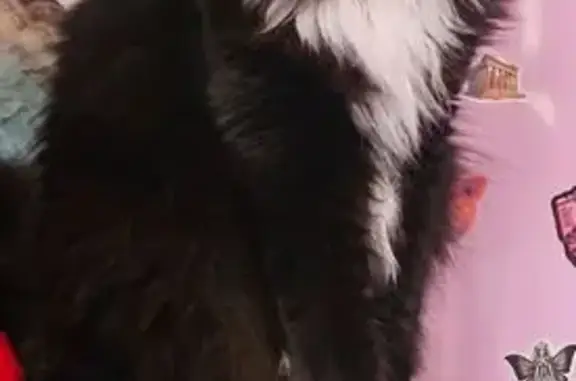 Lost and found pets Phoenix, photo: Lost Female Cat, East Van Buren Street, 5501, Phoenix - DMH tuxedo with unique whiskers