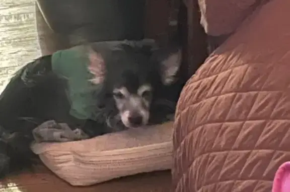 Lost собака, Glade Road, 5203, Saks - Part Papillon, black and white - photo