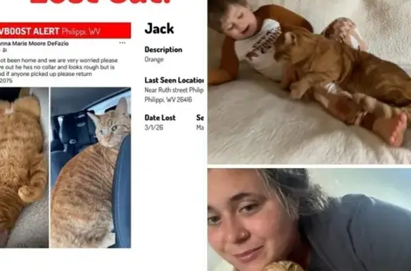 Lost Кошка, Cherry Hill Road, 437, Philippi - Orange with White Tail End - photo