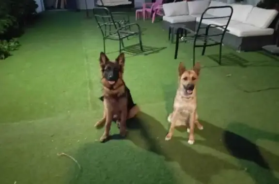 ¡Atención! Dos Perros Perdidos en Andalucía