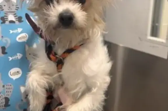 Lost Собака Female, Huntingdon Avenue, 2900, Baltimore - scruffy, white with brown markings - photo