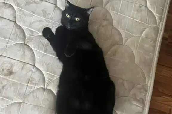 Lost male cat, Clay Street, 694, Alton - black with yellow/green eyes - photo