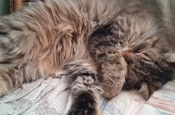 Lost Кошка, Barclay Street, 2529, Muskegon - Fluffy with big green eyes - photo