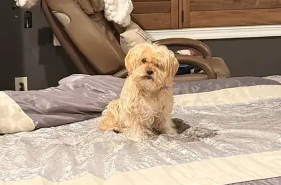 Lost собака, Female, Sunset Circle, 9751, Lenexa - blue collar with turtles - photo