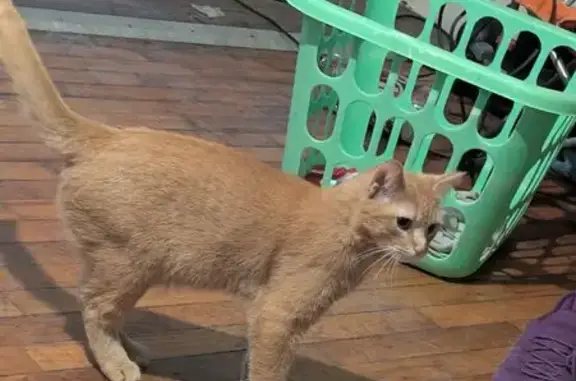 Lost Кошка, Tremont Avenue, 1005, Mount Morris Charter Township, Beecher - Butterscotch orange with white chin - photo