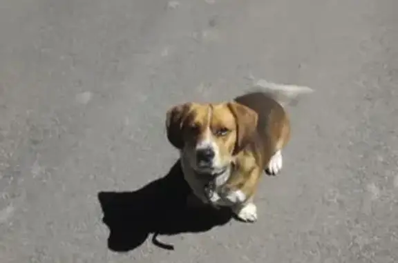 Знайдена грайлива собака у Він...