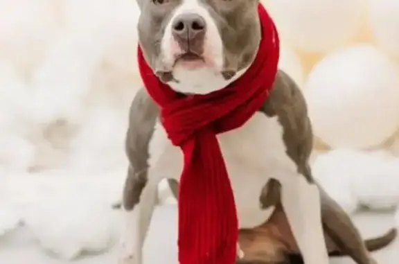 Lost Собака, Female, Walnut Street, 5252, Philadelphia - grey and white pit bull - photo