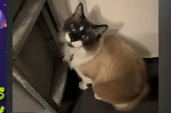 Lost Кошка, Putnam Avenue, 1172, New York - Ragdoll with Siamese points - photo