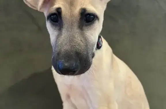 Lost Собака, Madison Avenue, 698, Middletown Township, Penndel - Great Dane mix - photo