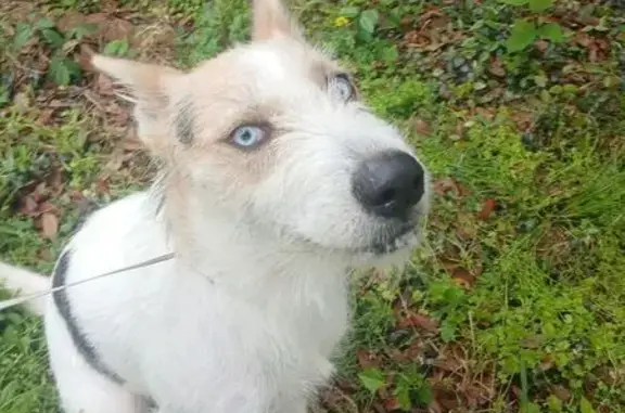 Found dog Oak Ridge North, photo: Found Собака, Female, Northgate Crossing Boulevard, 998, Oak Ridge North - White