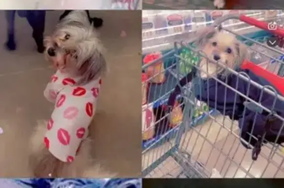 Lost and found pets Moreno Valley, photo: Lost Собака, Female, Quapaw Trail, Moreno Valley - Maltese n shih tu, prone to seizures