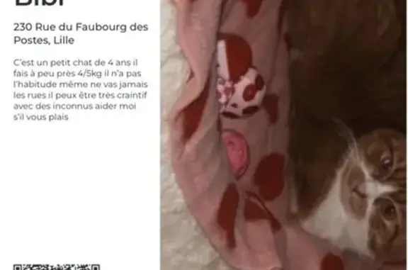 Animaux perdus Paris, photo: Perdu Chat Homme, Rue du Faubourg des Postes, 230, Lille - petit chat roux, 4 ans
