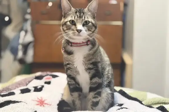 Lost and found pets Tulsa, photo: Lost Кошка, East 1st Street South, 4123, Tulsa - intact male, very skiddish