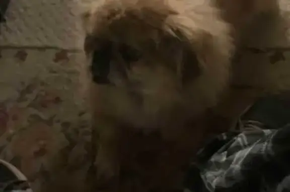 Missing dog Male, Old Jamestown (usl532399) - photo