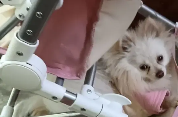 Perro Blanco Perdido Cerca Secundaria 85