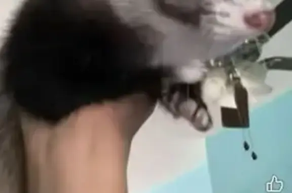 Lost and found pets Chicago, photo: Lost Bird, Female, West Cermak Road, 955, Chicago