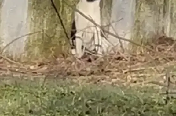 Знайдено собаку в Одесі: Парк...