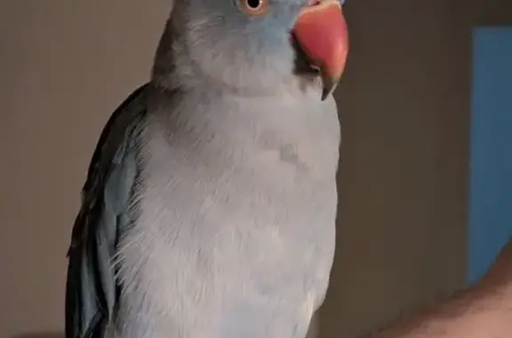 Lost pets Charles Sturt, photo: Lost Blue Ringneck 'NAMI' - Reward Offered