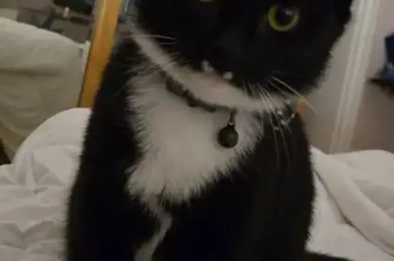 Missing cat Female, Whittier (usl532404) - photo